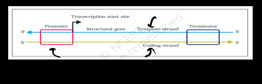 Transcription - Process, Unit, RNA Polymerase, Types of RNA_13.1