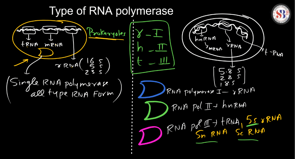Transcription - Process, Unit, RNA Polymerase, Types of RNA_8.1