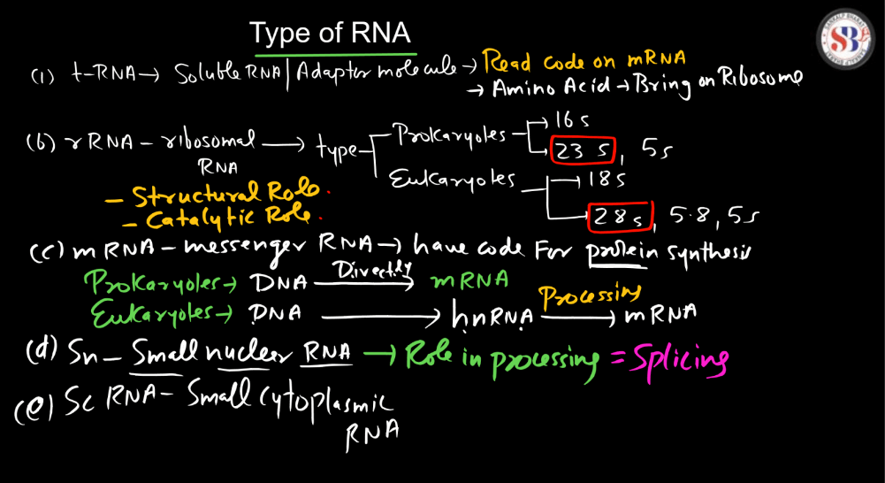 Transcription - Process, Unit, RNA Polymerase, Types of RNA_26.1