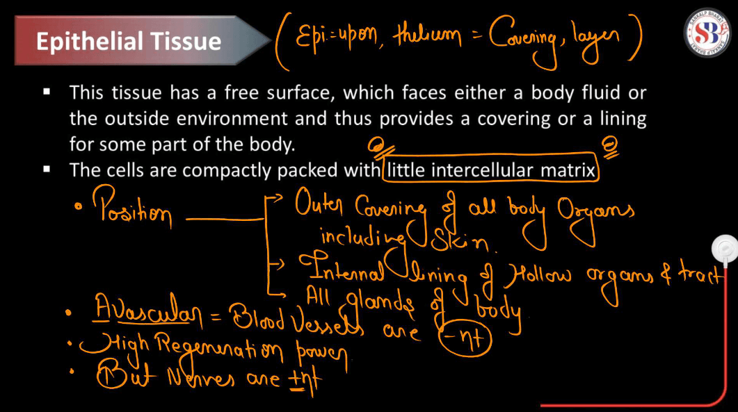 Epithelial Tissue - Definition, Types, Structure, Functions_5.1