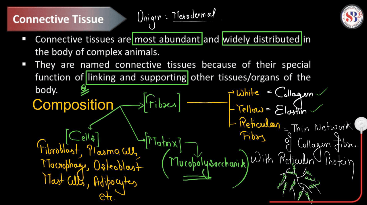 Connective Tissue - Definition, Types, Function and Examples_3.1