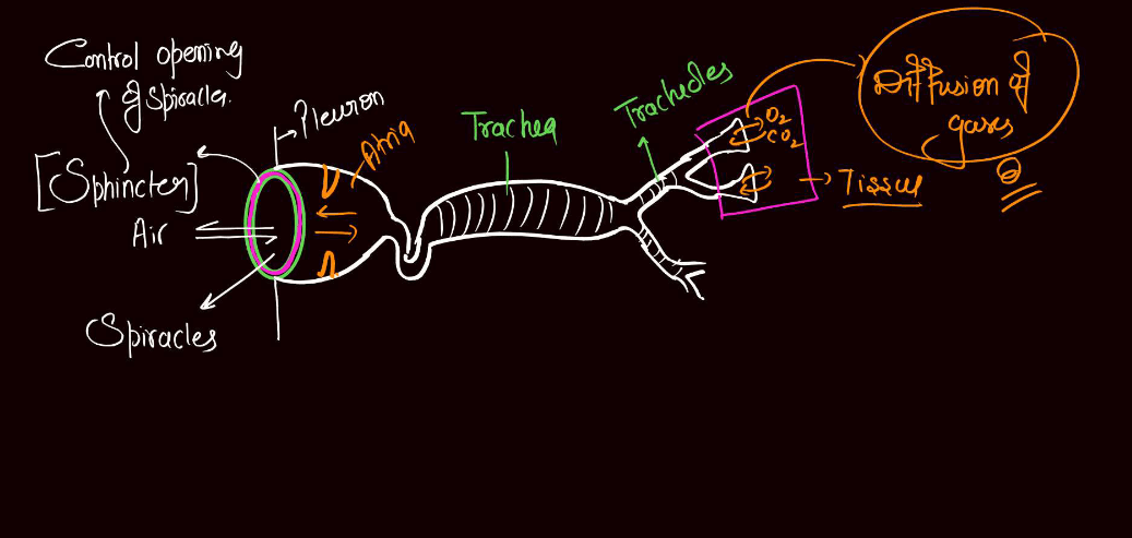 Anatomy of Cockroach Class 11 Biology NCERT Notes_10.1