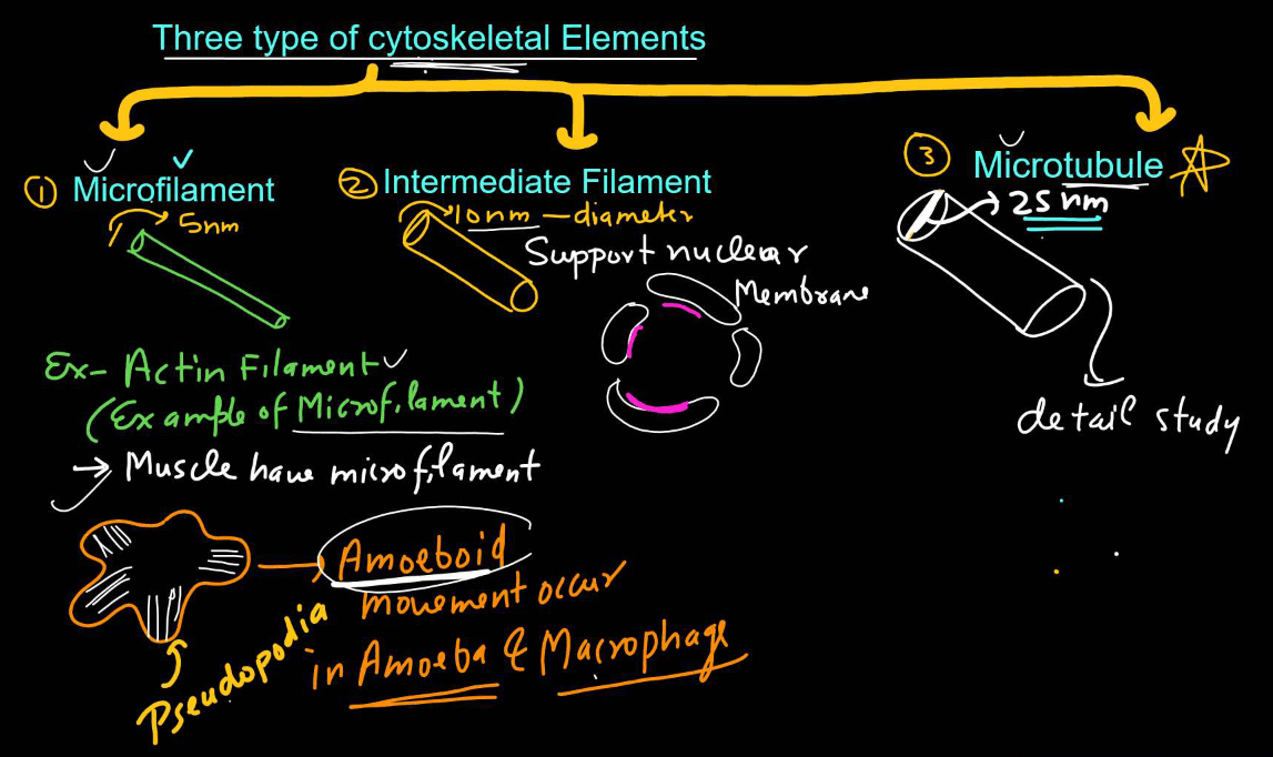 Cytoskeleton - Definition, Types, Structure and Functions_5.1
