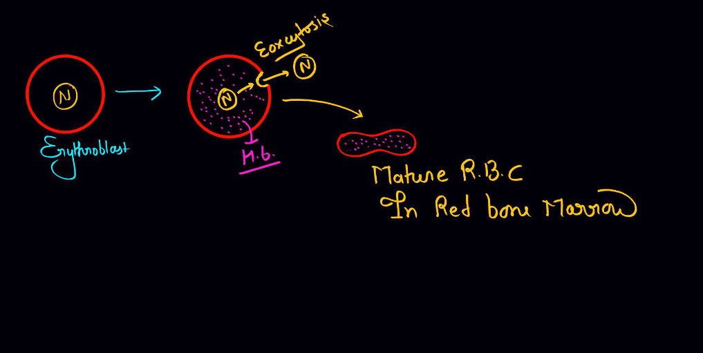 Blood - Definition, its Components, and Functions_11.1