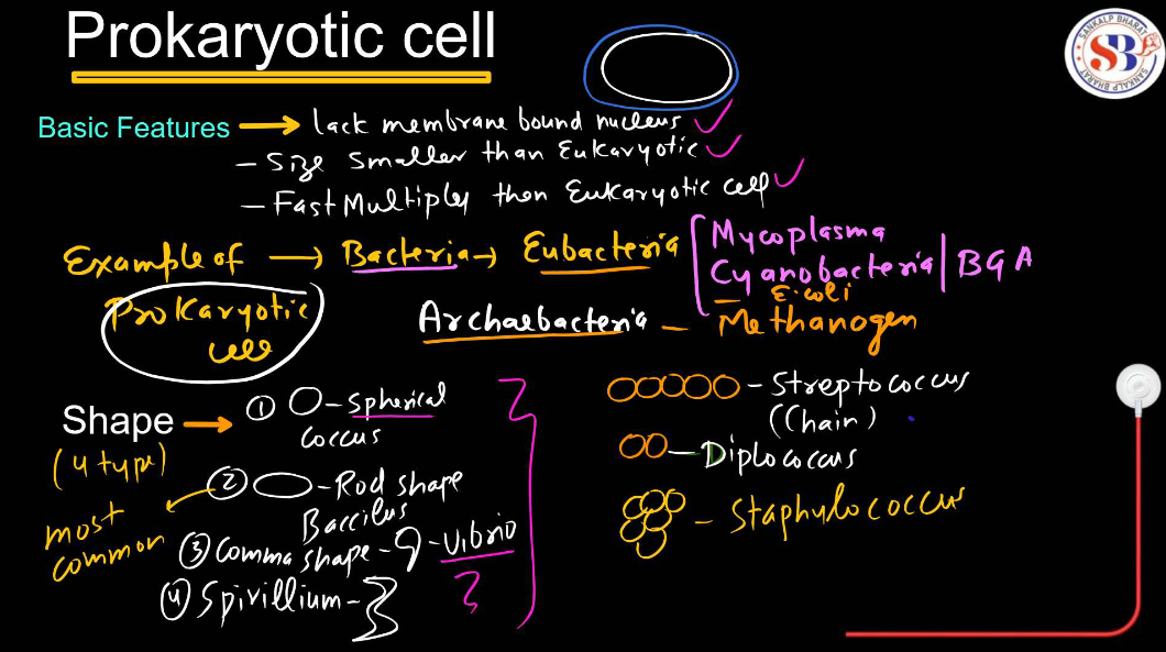 Prokaryotic Cell: Diagram, Definition and Examples_4.1