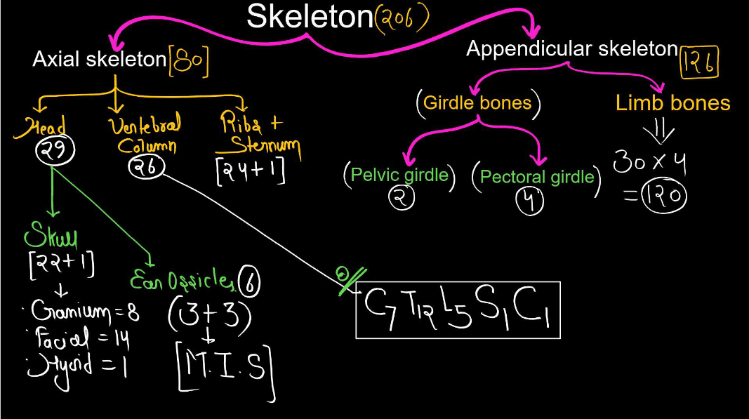 Human Skeletal System - Structure, Parts, Functions, Anatomy_5.1