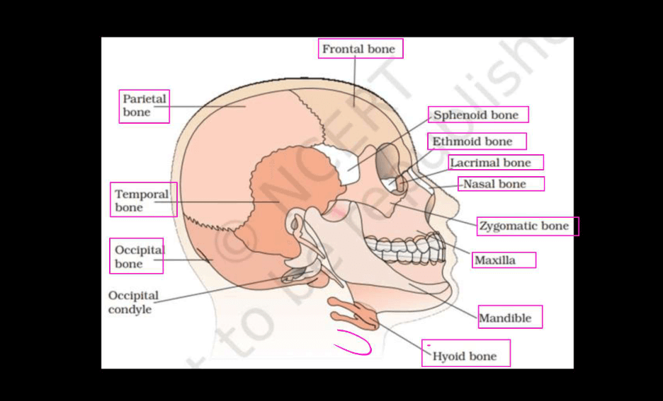 Human Skeletal System - Structure, Parts, Functions, Anatomy_7.1