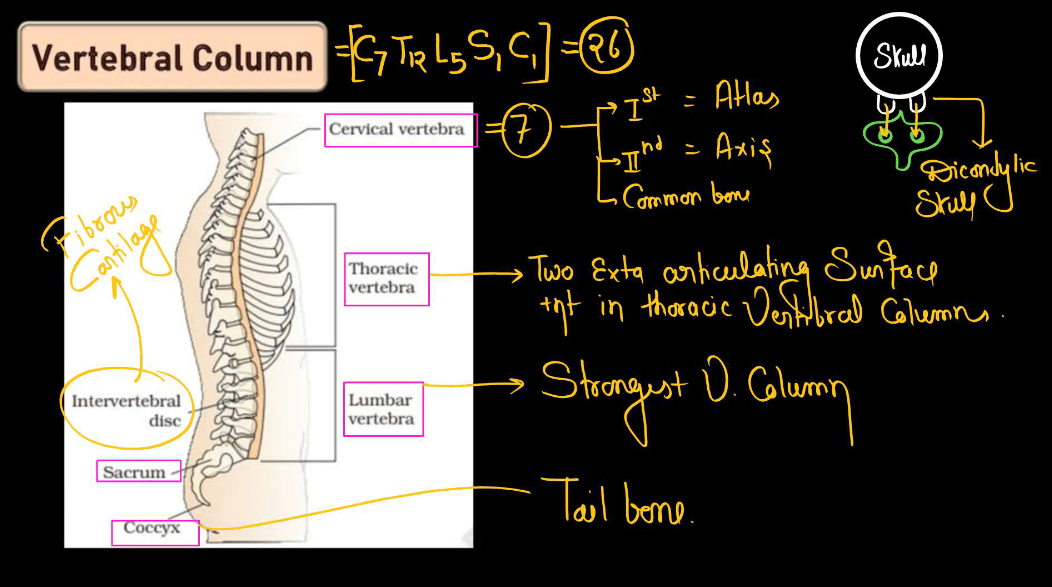 Human Skeletal System - Structure, Parts, Functions, Anatomy_9.1
