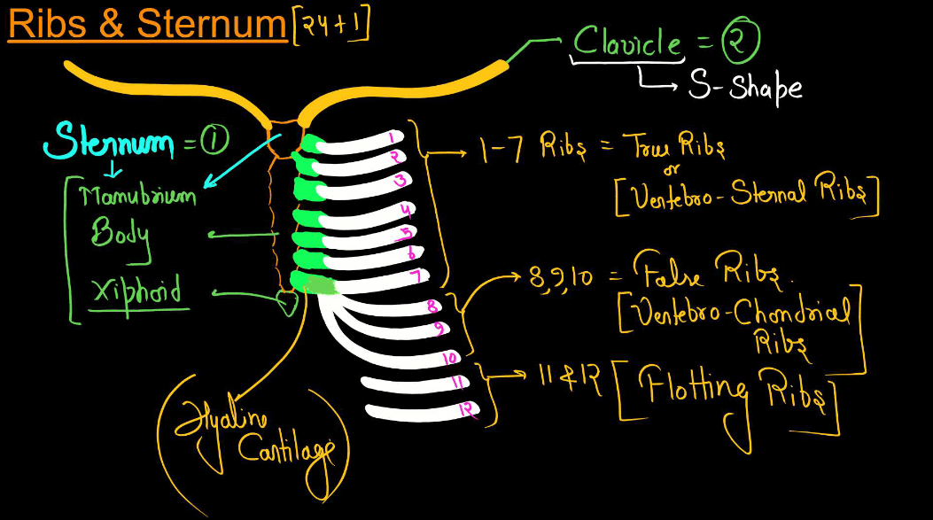 Human Skeletal System - Structure, Parts, Functions, Anatomy_10.1