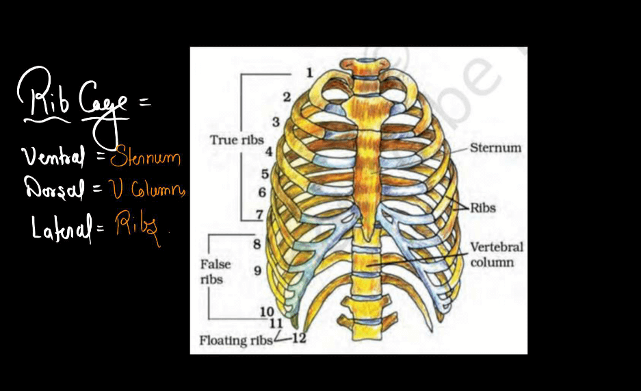 Human Skeletal System - Structure, Parts, Functions, Anatomy_11.1