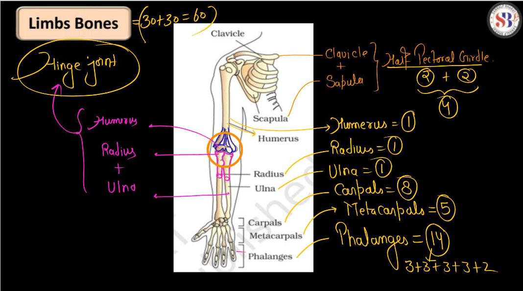Human Skeletal System - Structure, Parts, Functions, Anatomy_12.1