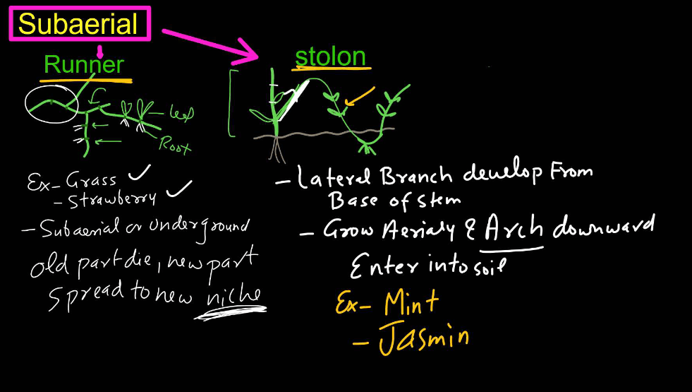 Plants Stems - Structure, Function of a Stem, Types, Modifications_10.1