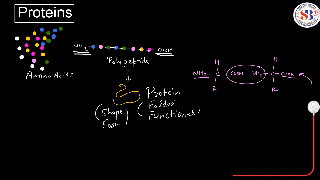 Protein: Definition, Structure, Types, and Functions_3.1