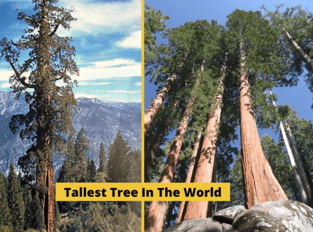 Trees Names, List of 50+ Tree Names in English_5.1