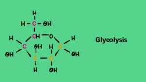 Glycolysis