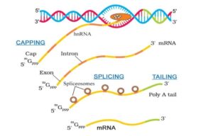 Difference Between Exons and Introns