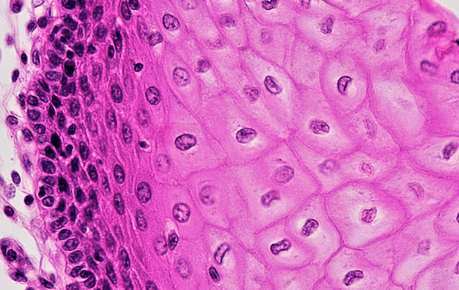 Epithelial Tissue - Definition, Types, Structure, Functions_3.1