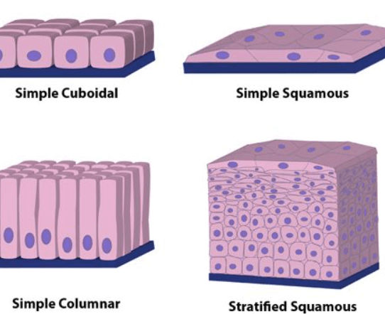 Epithelial Tissue - Definition, Types, Structure, Functions_4.1