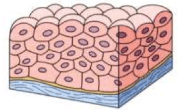 Epithelial Tissue - Definition, Types, Structure, Functions_5.1