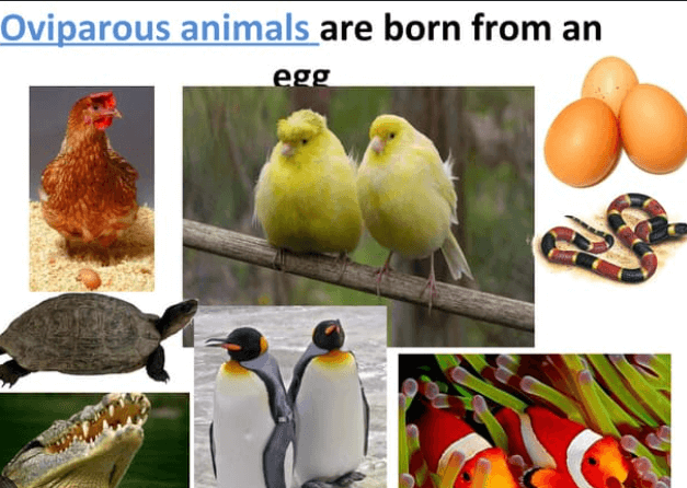 Difference between Oviparous and Viviparous Animals_3.1