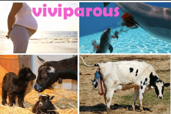 Difference between Oviparous and Viviparous Animals_4.1