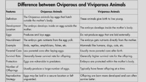 Difference between Oviparous and Viviparous Animals