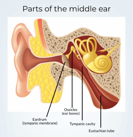 Human Ear - Structure and Its Parts, Functions_6.1