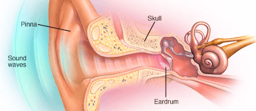 Human Ear - Structure and Its Parts, Functions_5.1