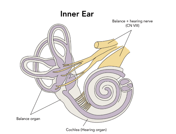 Human Ear - Structure and Its Parts, Functions_7.1