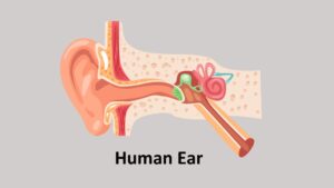 Human Ear