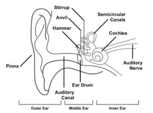 Structure of Human Ear