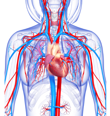 Human Circulatory System, Parts, Functions_5.1