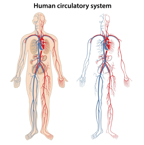 Human Circulatory System, Parts, Functions_3.1