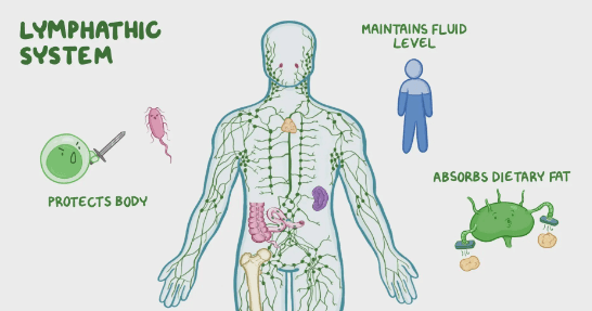 Human Circulatory System, Parts, Functions_9.1