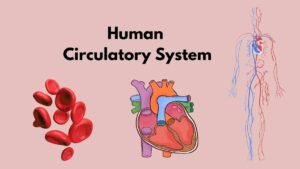 Human Circulatory System