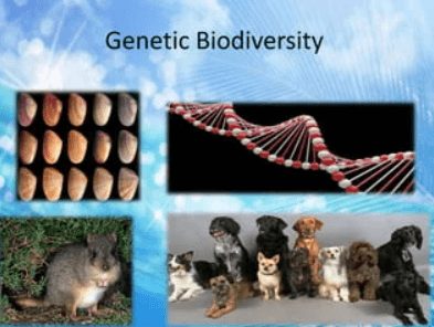 What is Biodiversity? Define, Types, Features_5.1