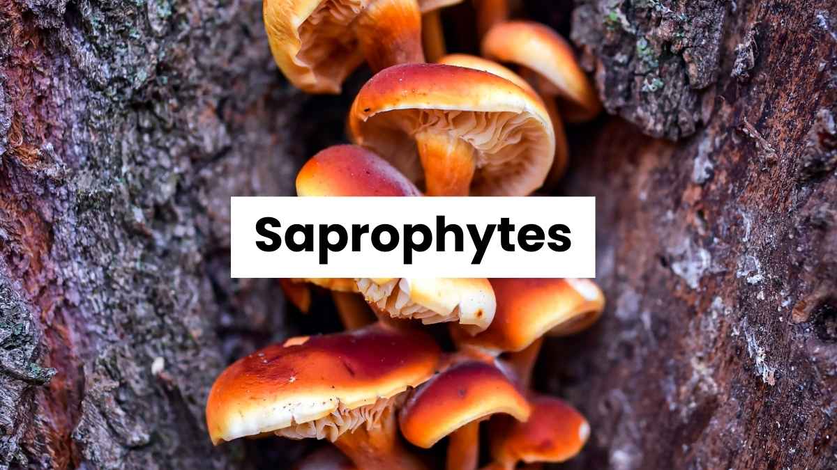 Saprophytes