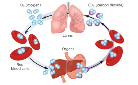 Difference Between Respiration and Combustion_3.1