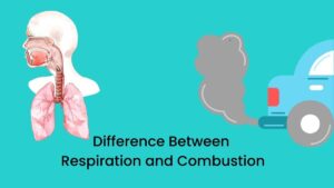 Difference Between Combustion and Respiration