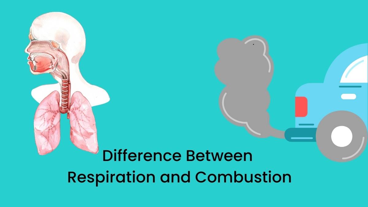 Difference Between Combustion and Respiration