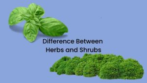 Difference Between Herbs and Shrubs