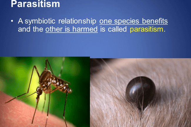 What is Symbiosis? Define, Types with Examples_6.1