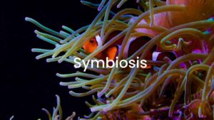 Symbiosis