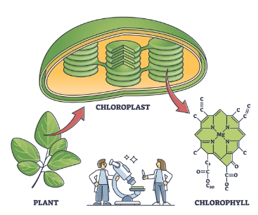 What is Chlorophyll - Types, Structure and Benefits_4.1