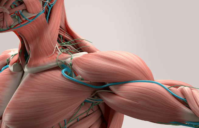 Difference between Voluntary and Involuntary Muscles_3.1