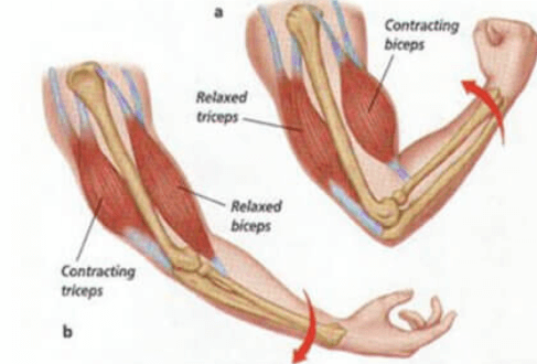 Difference between Voluntary and Involuntary Muscles_4.1