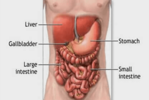 Difference between Voluntary and Involuntary Muscles_5.1