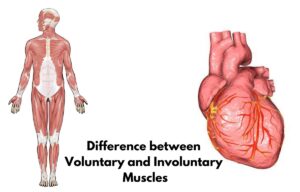 Difference between Voluntary and Involuntary Muscles