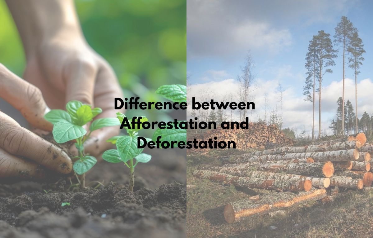 Difference between Afforestation and Deforestation