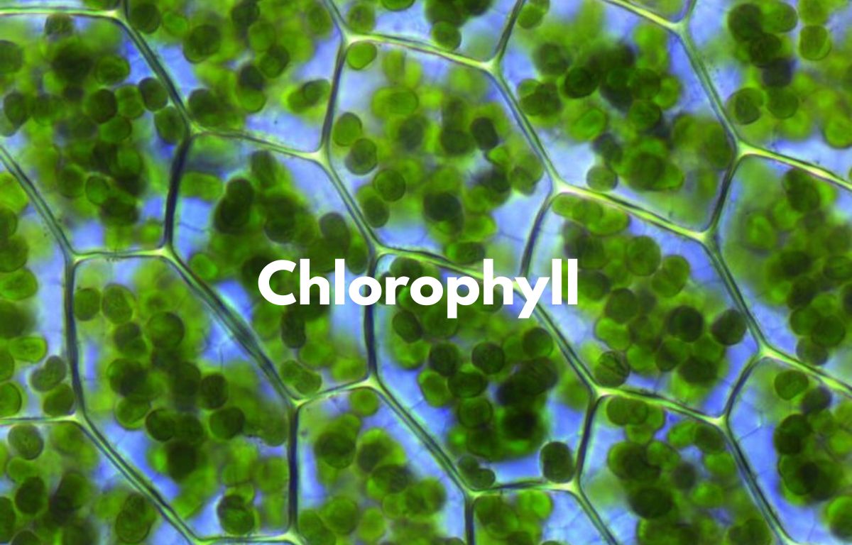 Chlorophyll